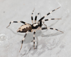 Ceryerda cursitans