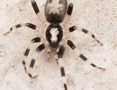 Ceryerda cursitans