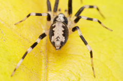 Ceryerda cursitans