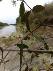 Blepharocalyx salicifolius