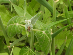 Mesembrius bengalensis