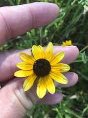 Rudbeckia terranigrae