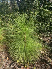 Pinus palustris