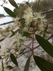 Blepharocalyx salicifolius
