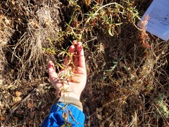 Diplacus aurantiacus