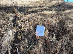 Diplacus aurantiacus