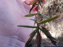 Diplacus aurantiacus