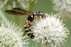 Myzinum quinquecinctum