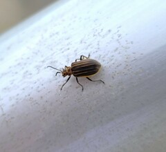 Neolochmaea dilatipennis