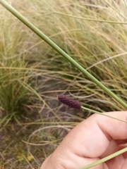 Eryngium ebracteatum