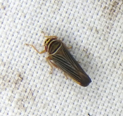 Tylozygus bifidus