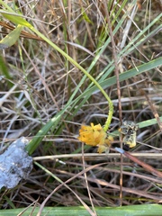 Polygala lutea