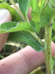 Rudbeckia terranigrae
