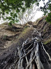 Ficus cotinifolia