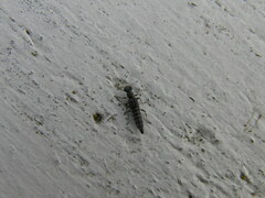 Stenus cicindeloides