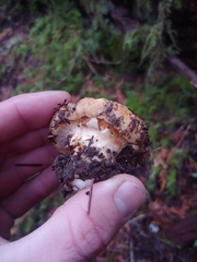 Cantharellus subalbidus