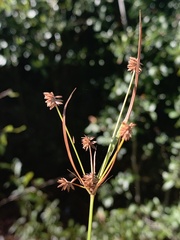 Cyperus retrorsus
