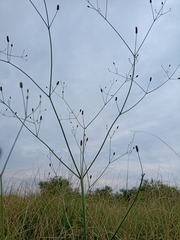 Eryngium ebracteatum