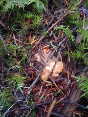 Cantharellus subalbidus