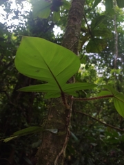 Philodendron squamiferum