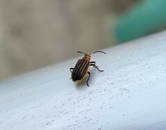 Neolochmaea dilatipennis