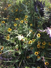 Rudbeckia terranigrae
