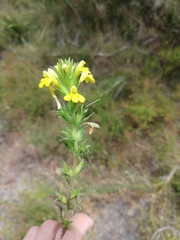 Bellardia viscosa