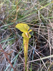 Sarracenia flava