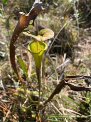 Sarracenia flava