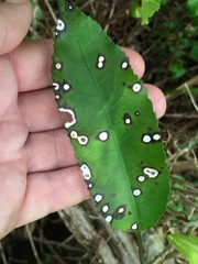 Diplochorella colensoi