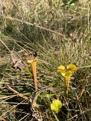 Sarracenia flava
