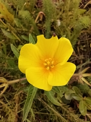 Ludwigia peploides montevidensis