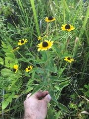 Rudbeckia terranigrae