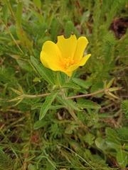 Ludwigia peploides montevidensis