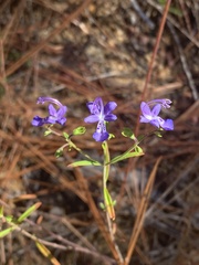 Trichostema setaceum