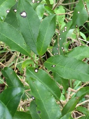 Diplochorella colensoi