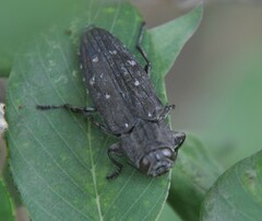 Chrysobothris
