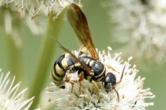 Myzinum quinquecinctum