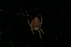 Parawixia