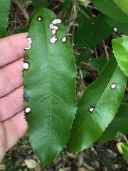 Diplochorella colensoi