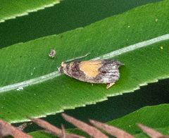 Olethreutes osmundana