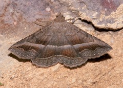 Lesmone griseipennis