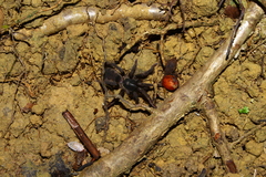 Yanomamius