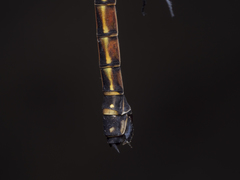 Rhinocypha pagenstecheri timorana
