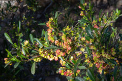 Dodonaea viscosa