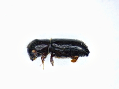 Xyleborinus attenuatus