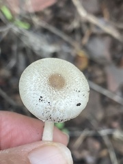 Lepiota castaneidisca