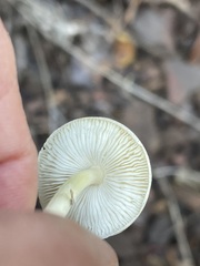 Lepiota castaneidisca