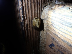 Hierodula patellifera