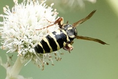 Myzinum quinquecinctum